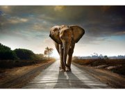 Flis foto tapeta Hodajući slon MS50225 | 375x250 cm Od flisa