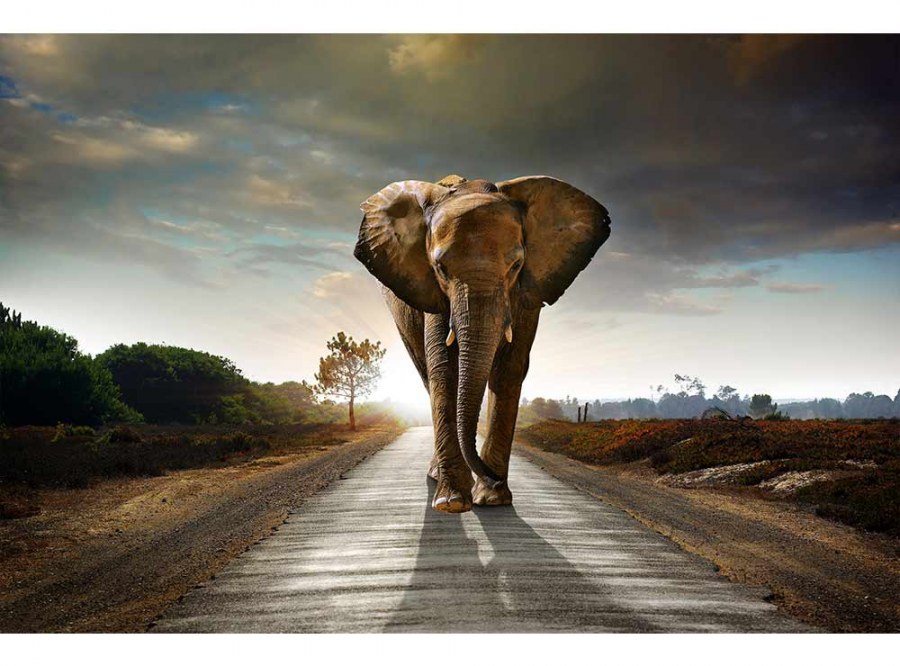 Flis foto tapeta Hodajući slon MS50225 | 375x250 cm - Od flisa