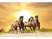 Flis foto tapeta Konji na zalasku sunca MS50227 | 375x250 cm Od flisa