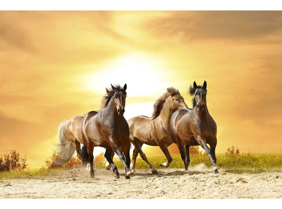 Flis foto tapeta Konji na zalasku sunca MS50227 | 375x250 cm - Od flisa