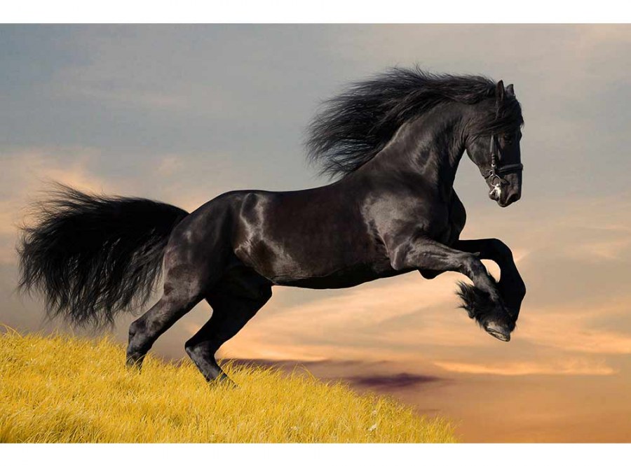 Flis foto tapeta Crni konj MS50228 | 375x250 cm - Od flisa