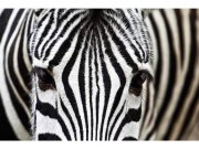 Flis foto tapeta Zebra MS50234 | 375x250 cm Od flisa