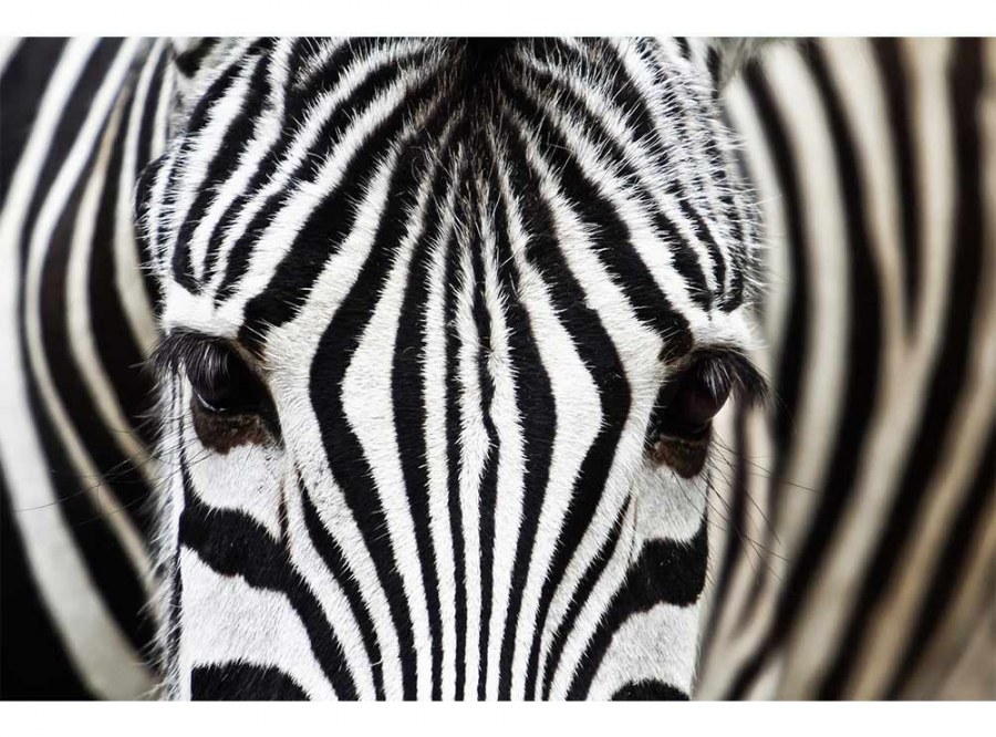 Flis foto tapeta Zebra MS50234 | 375x250 cm - Od flisa
