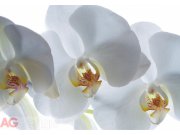 Flis foto tapeta AG Bijela Orhideja FTNXXL-0466 | 360x270 cm