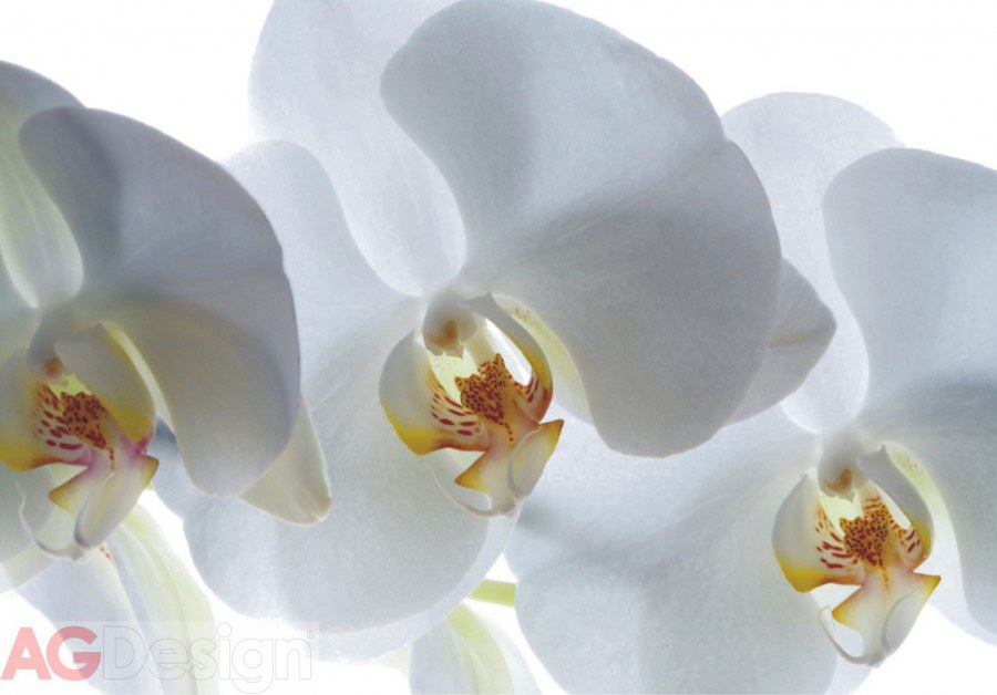 Flis foto tapeta AG Bijela Orhideja FTNXXL-0466 | 360x270 cm - Foto tapete