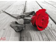 Flis foto tapeta AG Red rose FTNM-2619 | 160x110 cm