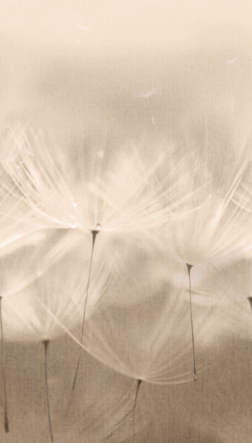 Flis fototapeta za zid, maslačci, 203801, One roll, one motif 2, Grandeco | Ljepilo besplatno