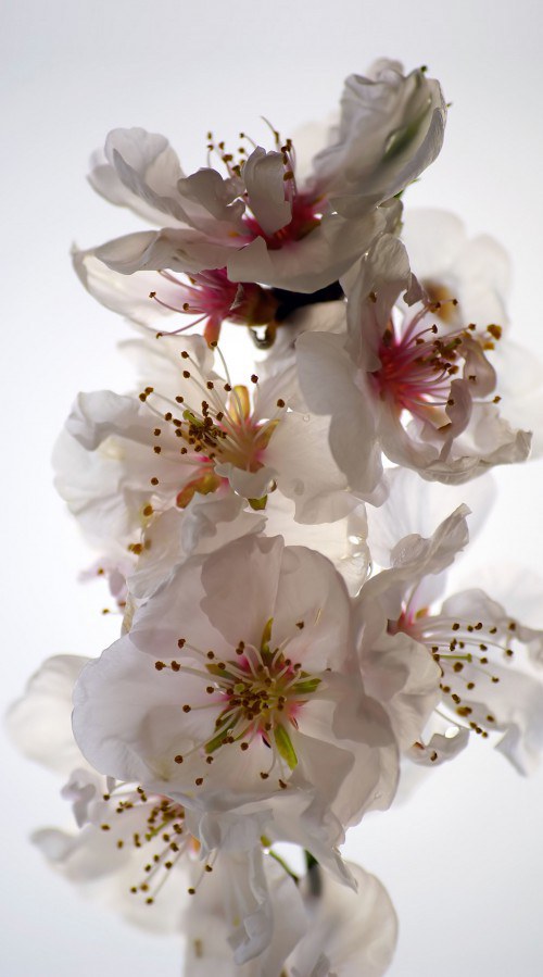 Foto zavjesa Flowers FCSL-7506, 140 x 245 cm