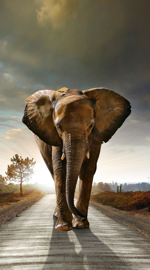 Foto zavjesa Elephant FCSL-7507, 140 x 245 cm